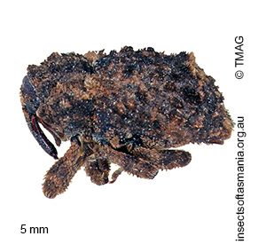 Exithius musculus
