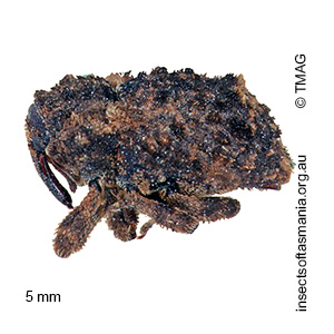 Exithius musculus