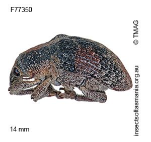 Gonipterus conicollis