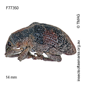 Gonipterus conicollis