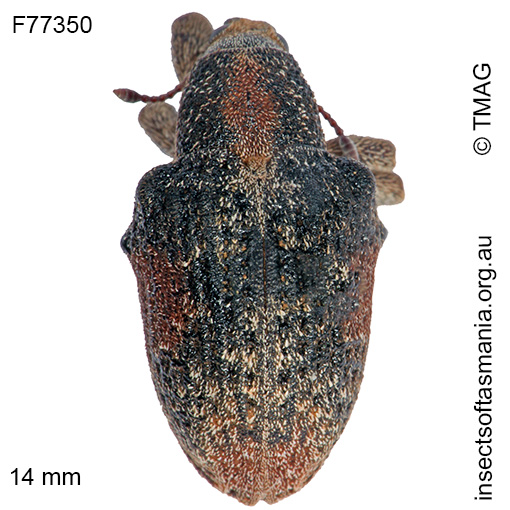 Species image