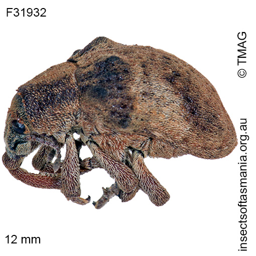 Species image
