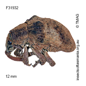 Gonipterus exaratus