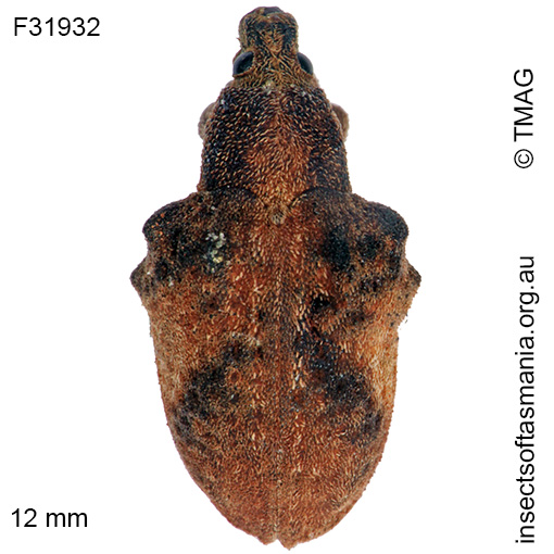 Species image
