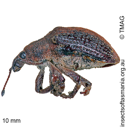 Species image