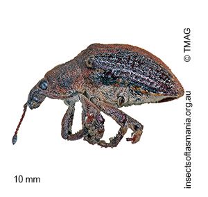 Gonipterus notographus