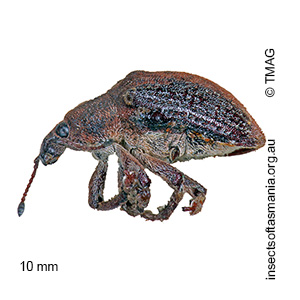 Gonipterus notographus