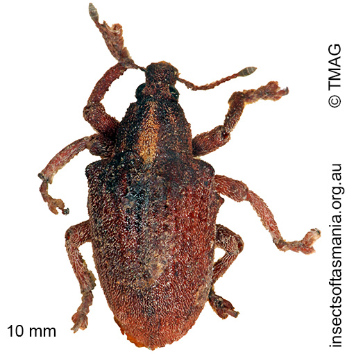 Species image