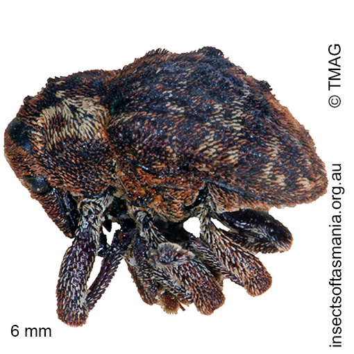 Species image