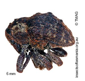 Haplonyx frontalis
