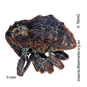 Haplonyx frontalis