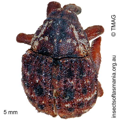 Species image