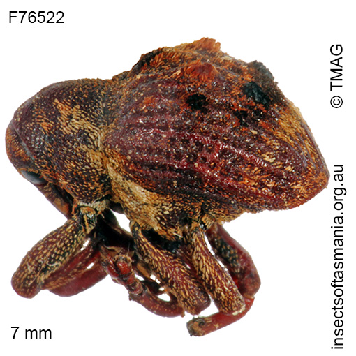 Species image