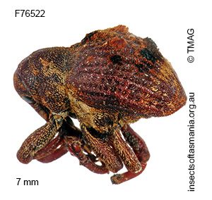 Haplonyx spencei