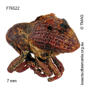 Haplonyx spencei