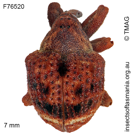 Species image