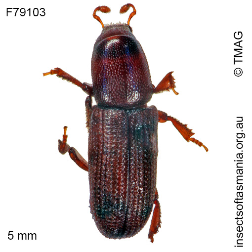 Species image