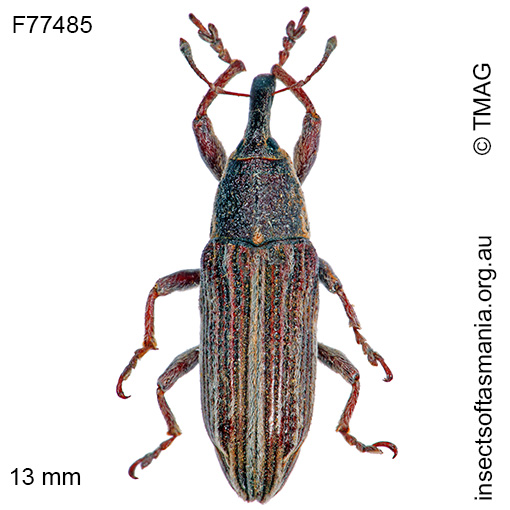 Species image
