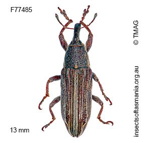 Lixus tasmanicus