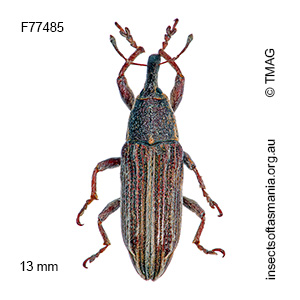 Lixus tasmanicus