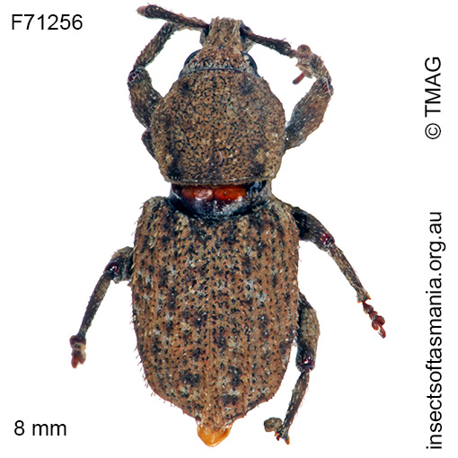 Species image