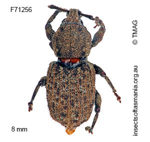 Mandalotus blackburni