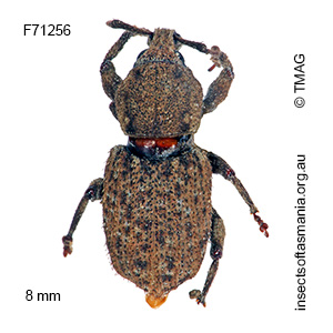 Mandalotus blackburni