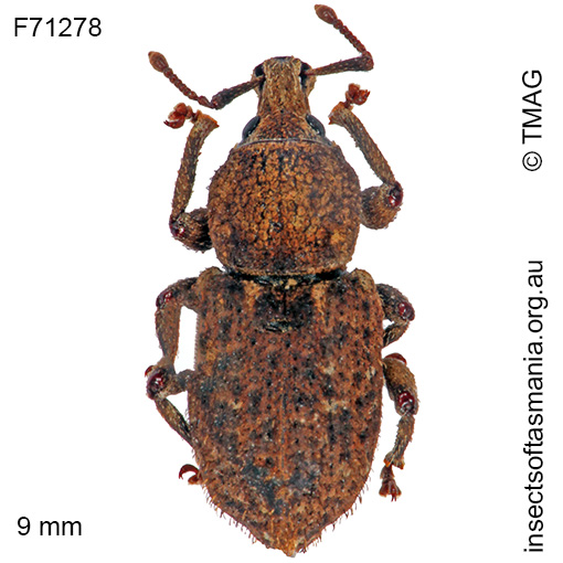 Species image