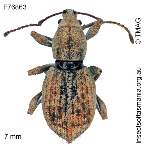 Species image