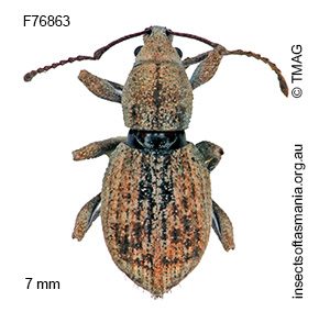 Merimnetes australis