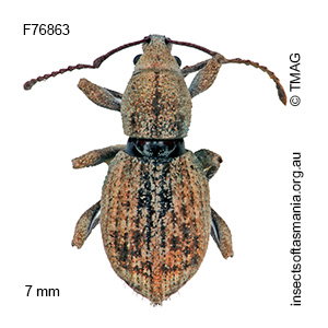 Merimnetes australis