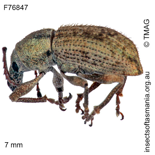 Species image