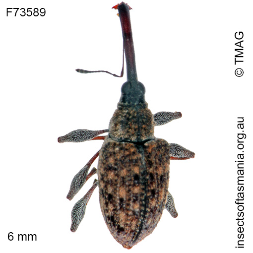 Meriphus longirostris