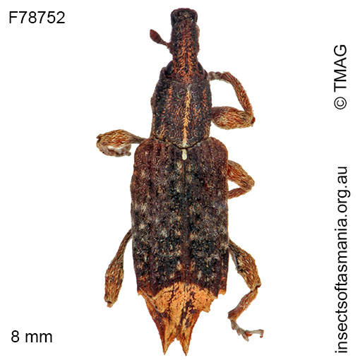 Species image