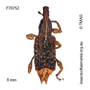 Methypora postica