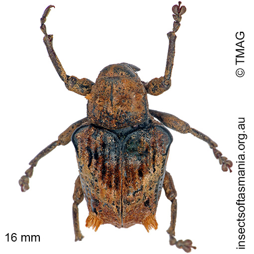 Species image