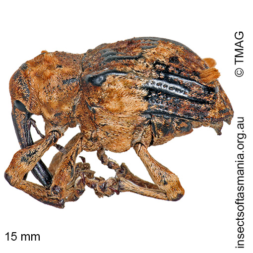 Species image