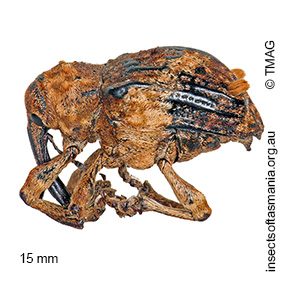 Myllorhinus bicaudatus