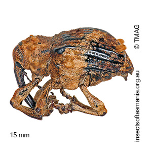 Myllorhinus bicaudatus