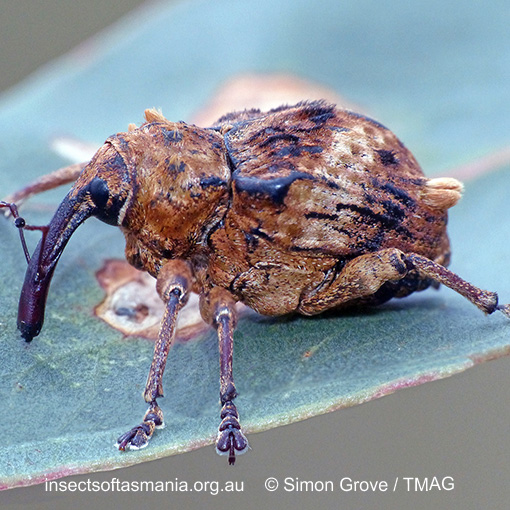 Species image