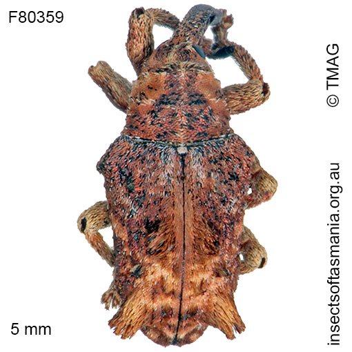 Species image