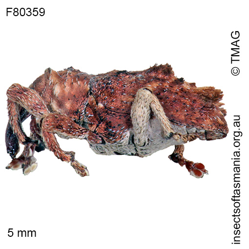 Species image