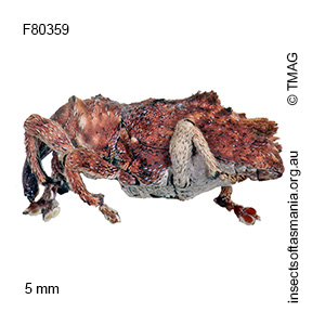 Myllorhinus dentiferus