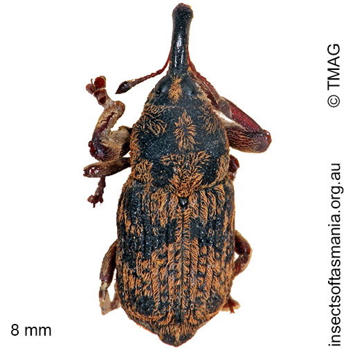 Species image