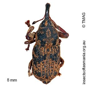 Neolaemosaccus carinicollis