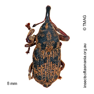 Neolaemosaccus carinicollis