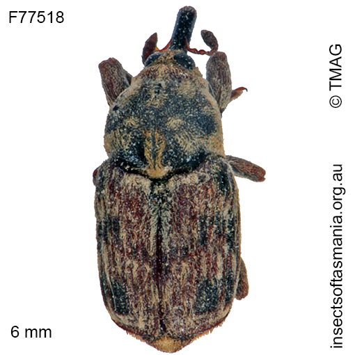Species image