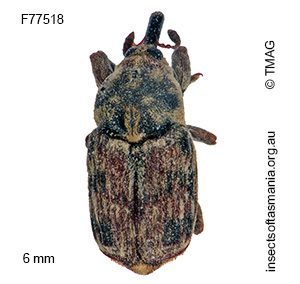 Neolaemosaccus narinus