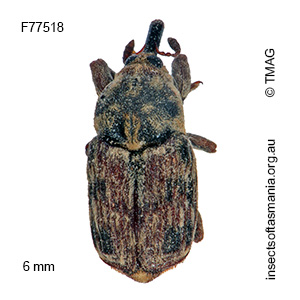 Neolaemosaccus narinus