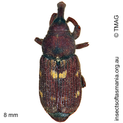 Species image